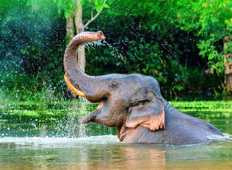 how elephants are similar to humans in their behavior